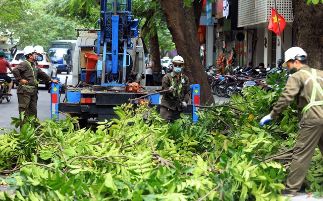 Lai Châu: Chủ động cắt tỉa cây xanh trước mùa mưa bão Lai Châu: Chủ động cắt tỉa cây xanh trước mùa mưa bão