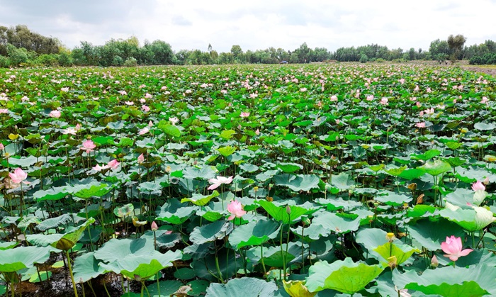 Long An: Nghiên cứu các giống sen phù hợp đưa vào sản xuất đại trà Long An: Nghiên cứu các giống sen phù hợp đưa vào sản xuất đại trà