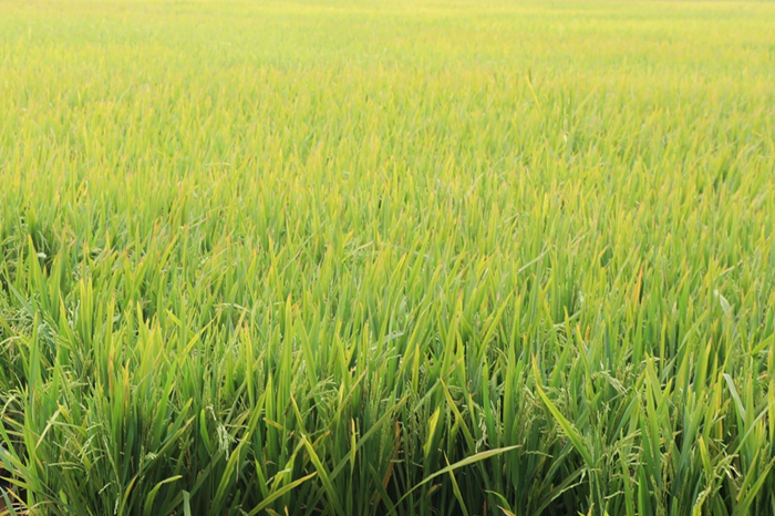 Chủ động phòng dịch cho lúa xuân tại đồng bằng sông Hồng Chủ động phòng dịch cho lúa xuân tại đồng bằng sông Hồng