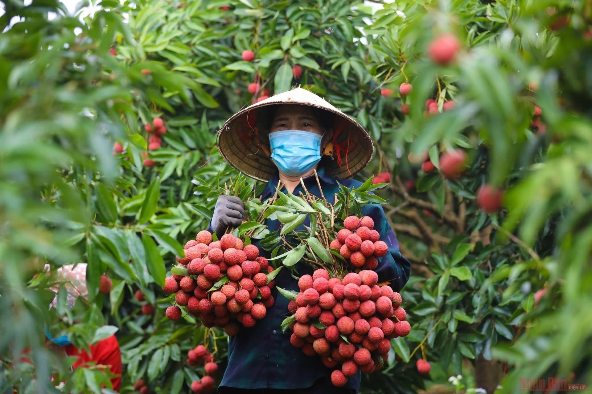 Vải thiều mất mùa, giá tăng lên 210.000 đồng/kg