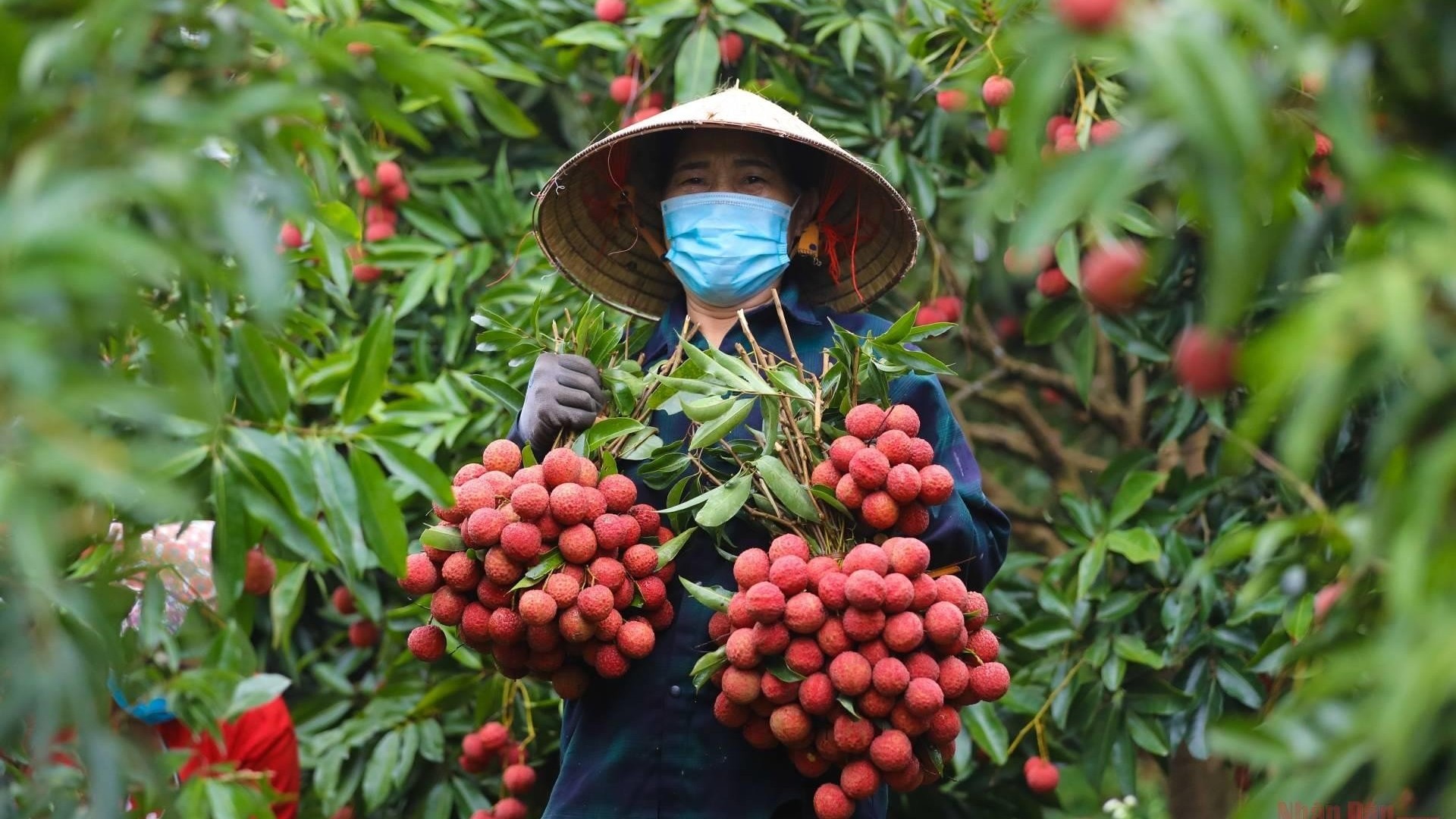 Vải thiều mất mùa, giá tăng lên 210.000 đồng/kg