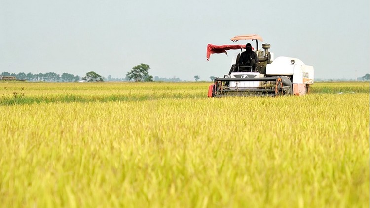 Quảng Trị: Tập trung thu hoạch lúa để phòng tránh thiên tai