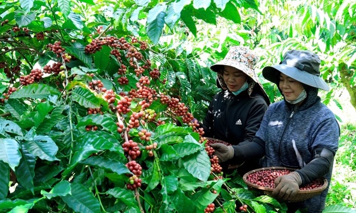 Phát triển các chuỗi liên kết sản xuất, tiêu thụ nông sản