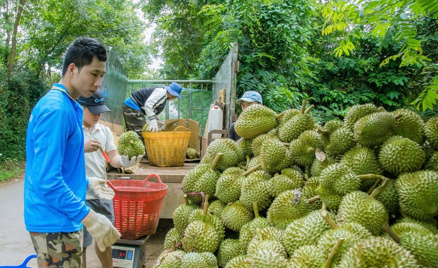 Phát triển các chuỗi liên kết sản xuất, tiêu thụ nông sản