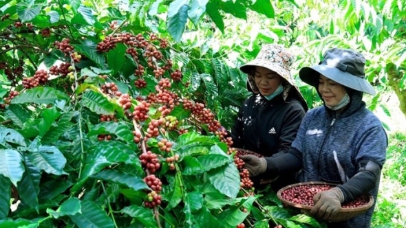 Phát triển các chuỗi liên kết sản xuất, tiêu thụ nông sản