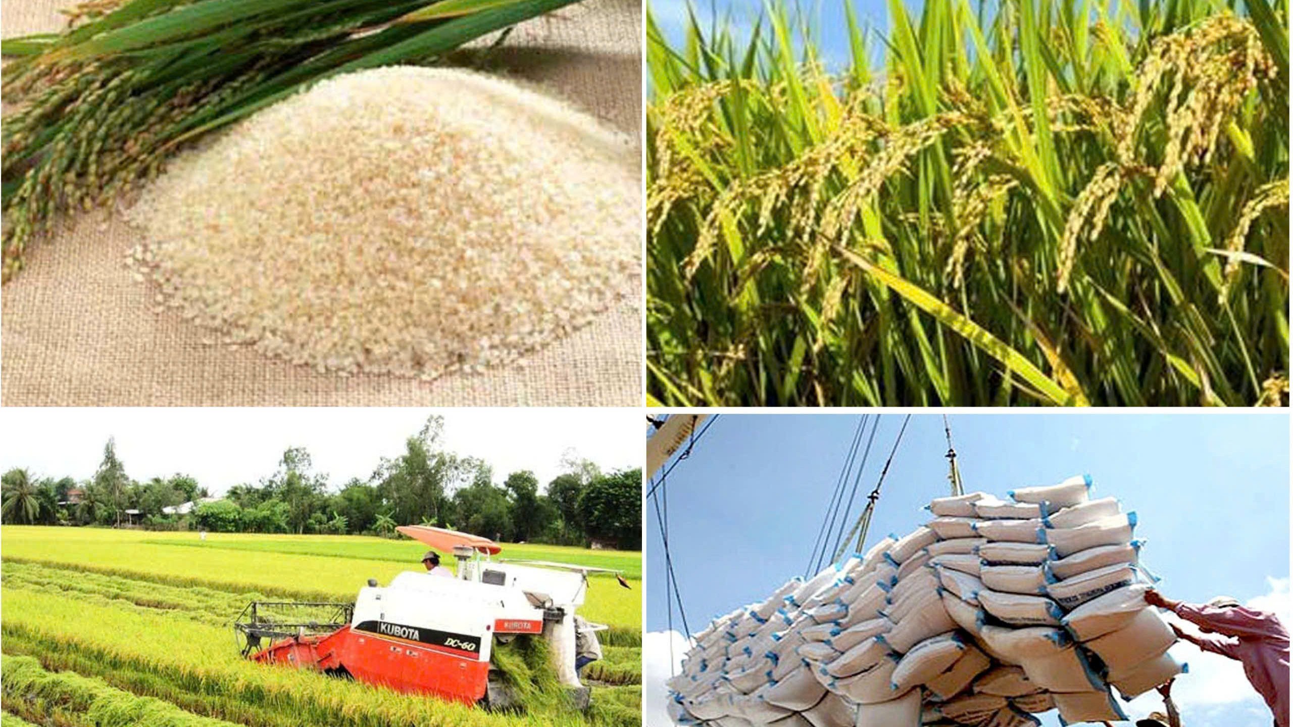 Giá gạo Việt Nam tăng mạnh, Philippines phát tín hiệu hạn chế nhập khẩu
