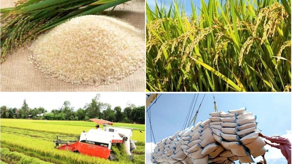 Giá gạo Việt Nam tăng mạnh, Philippines phát tín hiệu hạn chế nhập khẩu