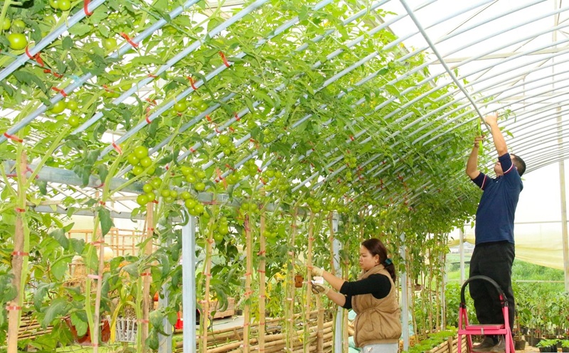 Phát triển nông nghiệp xanh gắn với du lịch sinh thái