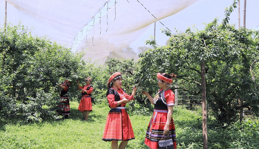 Phát triển nông nghiệp xanh gắn với du lịch sinh thái