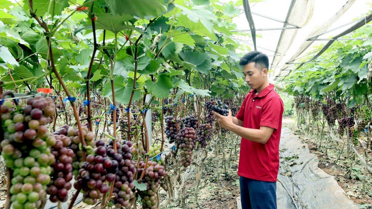 Triển khai đồng bộ các nhiệm vụ khoa học, công nghệ và đổi mới sáng tạo