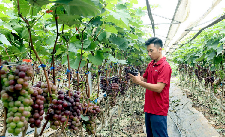 Triển khai đồng bộ các nhiệm vụ khoa học, công nghệ và đổi mới sáng tạo Triển khai đồng bộ các nhiệm vụ khoa học, công nghệ và đổi mới sáng tạo