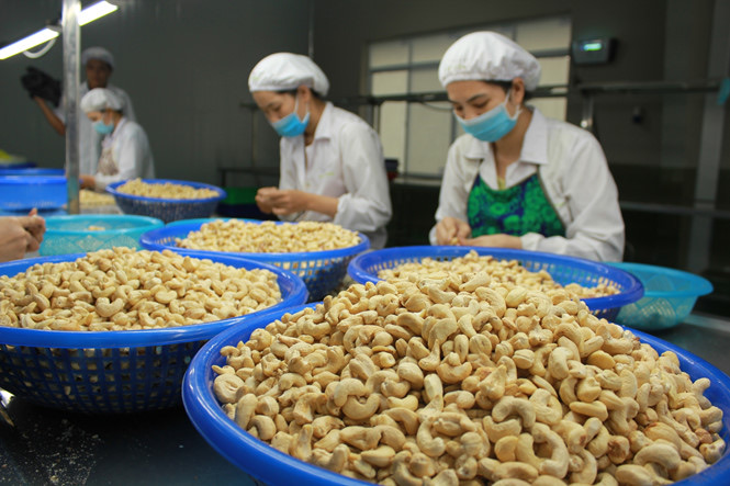 Việt Nam chi gần 1 tỷ USD nhập hạt điều trong một tháng