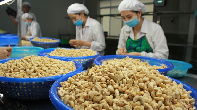 Việt Nam chi gần 1 tỷ USD nhập hạt điều trong một tháng