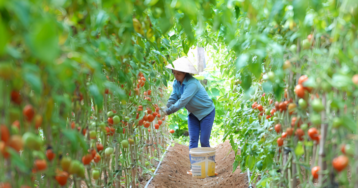Khai thác hiệu quả mô hình hợp tác xã trong phát triển kinh tế