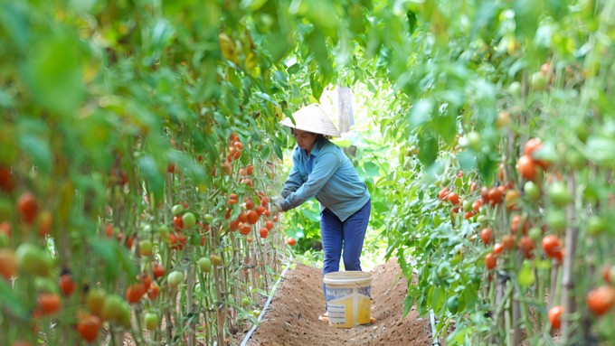 Khai thác hiệu quả mô hình hợp tác xã trong phát triển kinh tế