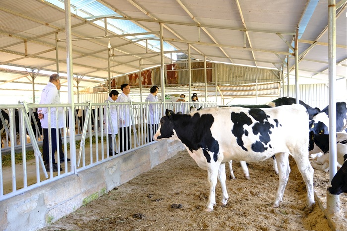 Lâm Đồng: Phát triển chăn nuôi theo hướng kinh tế tuần hoàn Lâm Đồng: Phát triển chăn nuôi theo hướng kinh tế tuần hoàn