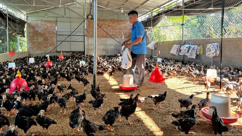 Lâm Đồng: Phát triển chăn nuôi theo hướng kinh tế tuần hoàn