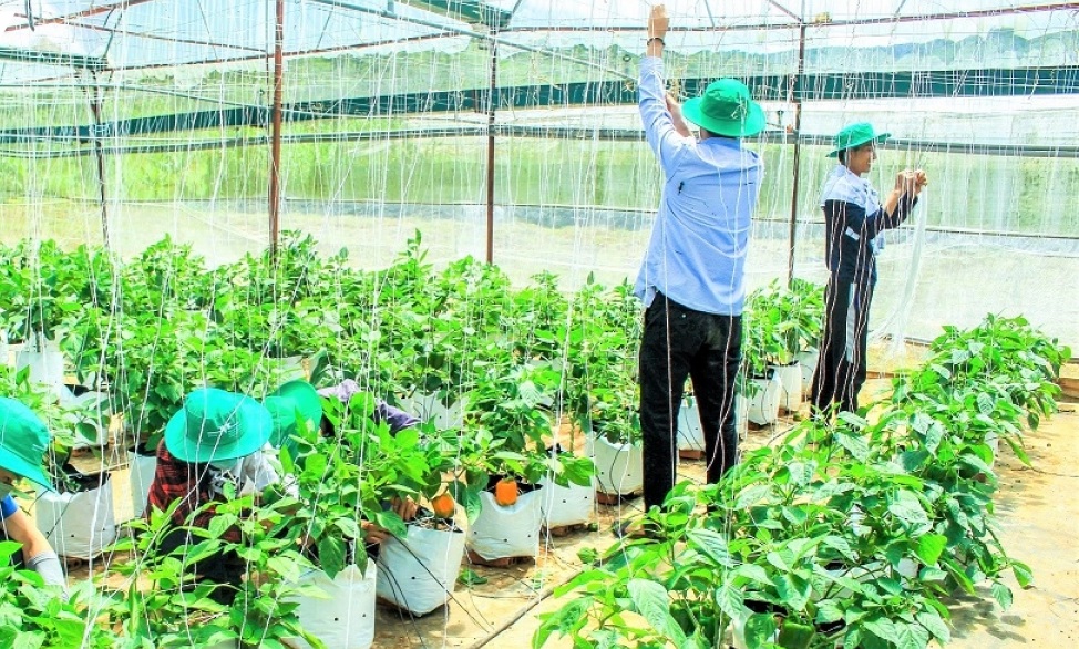 Hình thành vùng trồng giảm phát thải, nâng cao giá trị nông sản
