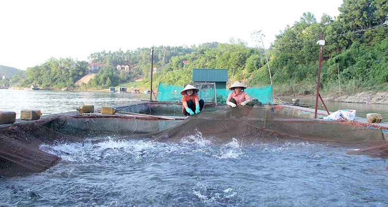 Nuôi trồng thủy sản ở Tuyên Quang chủ động ứng phó thiên tai