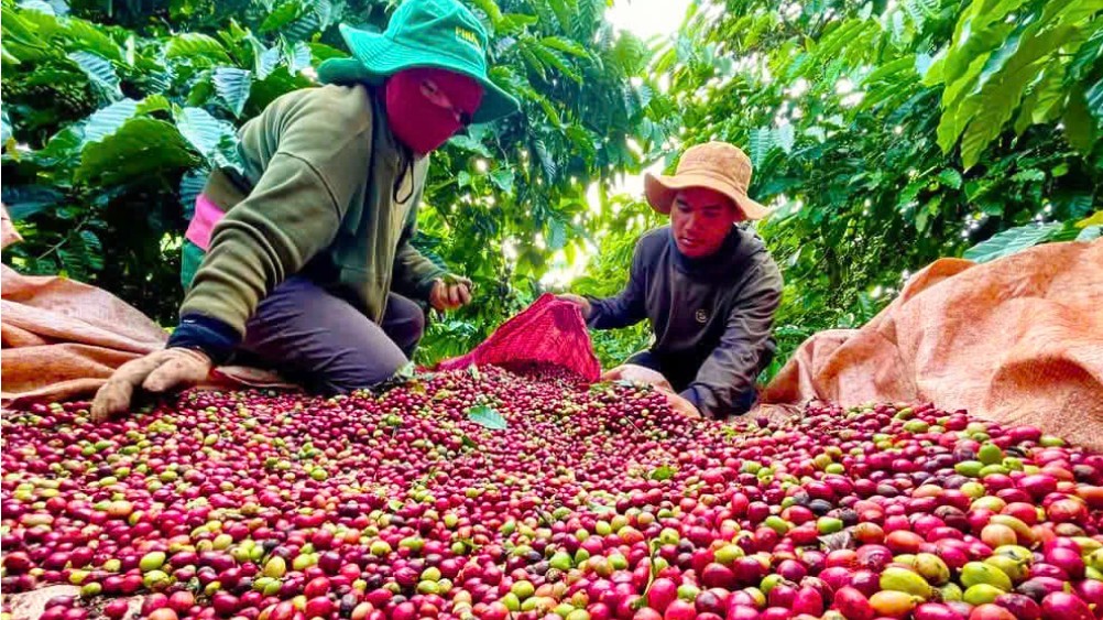 Hình thành vùng trồng giảm phát thải, nâng cao giá trị nông sản
