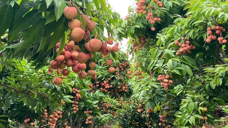 Bắc Ninh đẩy mạnh quảng bá thương hiệu nông sản trên nền tảng số