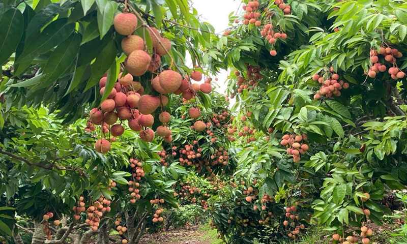 Bắc Ninh đẩy mạnh quảng bá thương hiệu nông sản trên nền tảng số