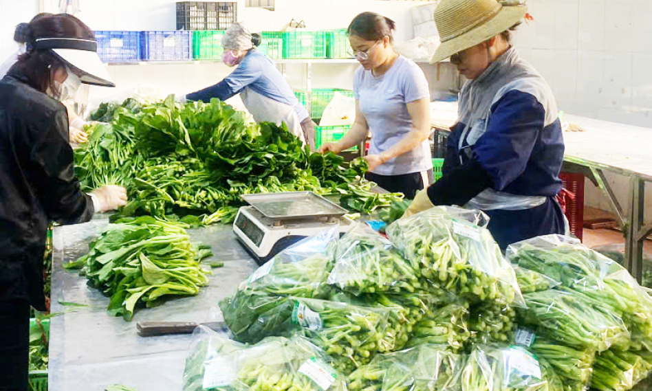 Phát huy vai trò ‘hạt nhân’ của kinh tế tập thể