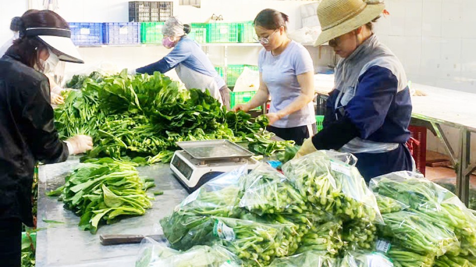 Phát huy vai trò ‘hạt nhân’ của kinh tế tập thể