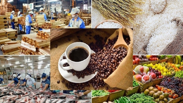 Giá nông sản hôm nay 17/5: Hồ tiêu neo cao, cà phê lao dốc, gạo xuất khẩu tăng mạnh