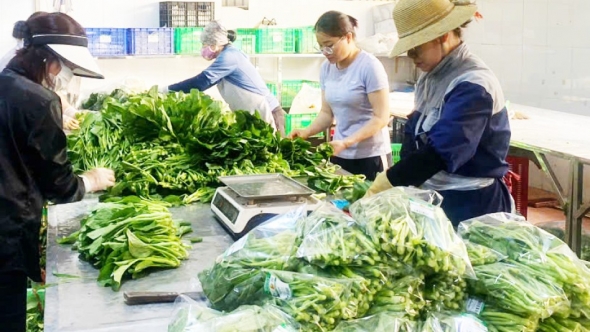 Phát huy vai trò ‘hạt nhân’ của kinh tế tập thể