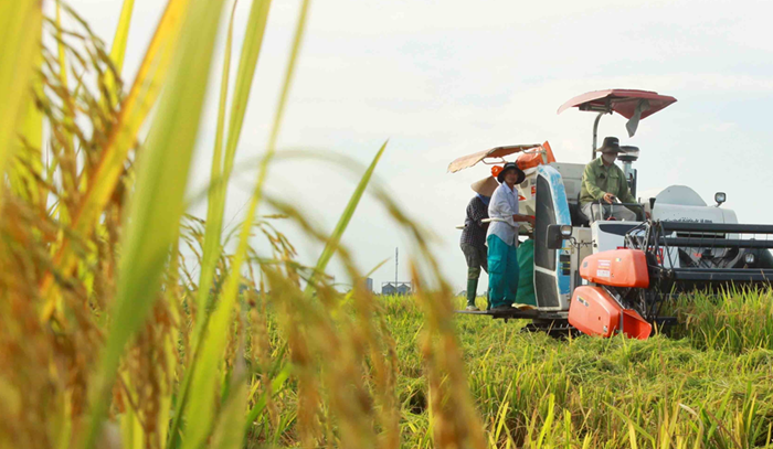 Dự thảo Quy trình sản xuất lúa giảm phát thải Dự thảo Quy trình sản xuất lúa giảm phát thải