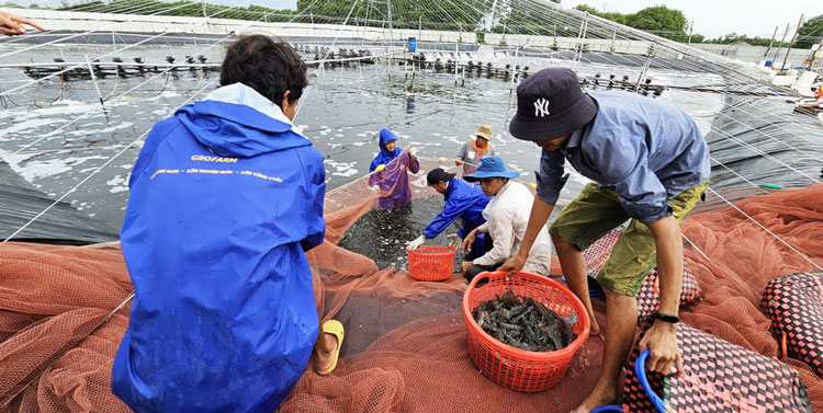Vĩnh Long thúc đẩy tái cơ cấu ngành thủy sản