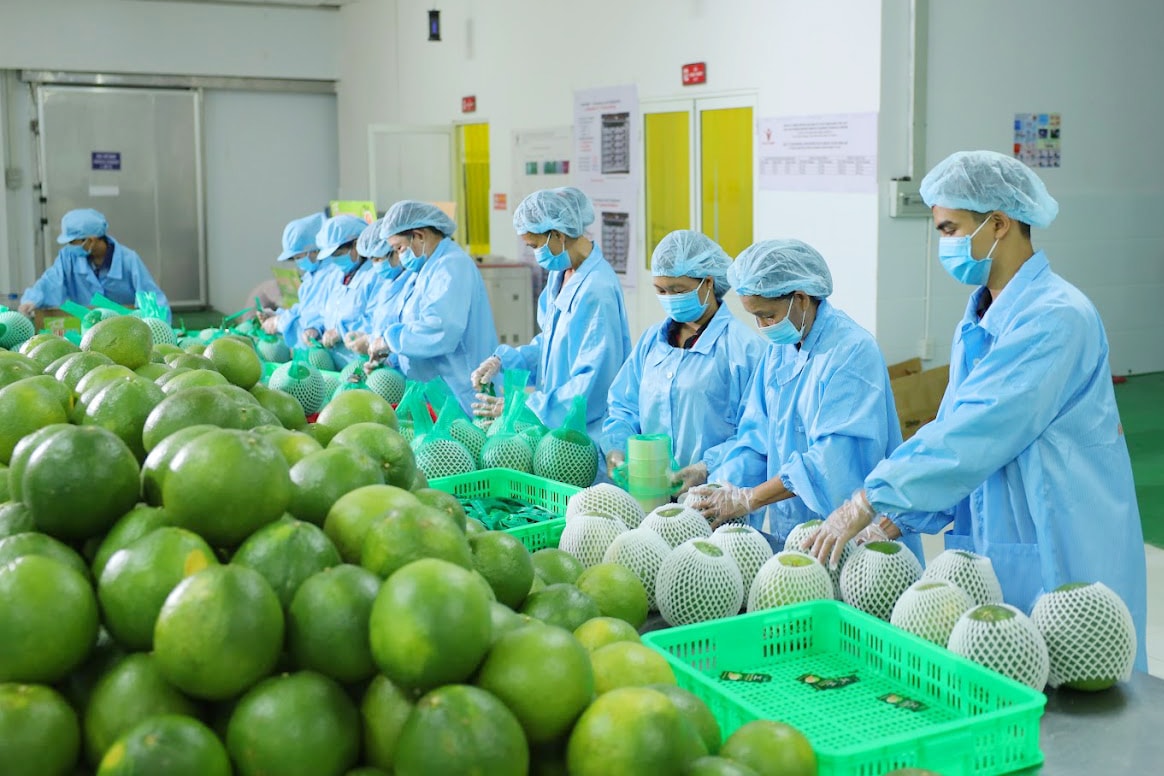 Bưởi Việt rộng cửa vào Trung Quốc, kỳ vọng trở thành mặt hàng xuất khẩu tỷ đô Bưởi Việt rộng cửa vào Trung Quốc, kỳ vọng trở thành mặt hàng xuất khẩu tỷ đô