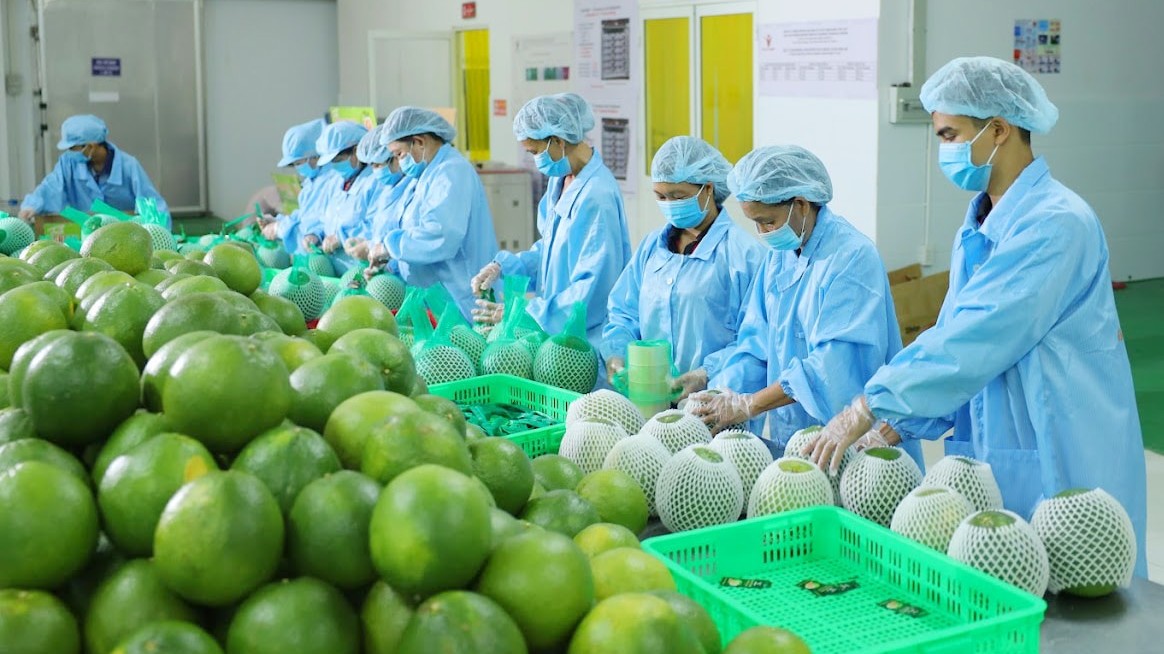 Bưởi Việt rộng cửa vào Trung Quốc, kỳ vọng trở thành mặt hàng xuất khẩu tỷ đô