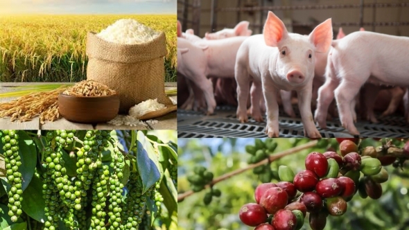 Giá nông sản hôm nay 20/5: Cà phê bật tăng, hồ tiêu giảm mạnh, lúa gạo khởi sắc