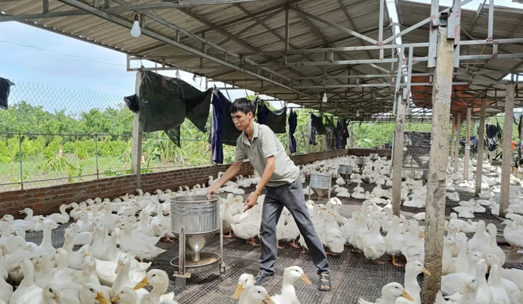Khai thác hiệu quả mô hình kinh tế trang trại, gia trại