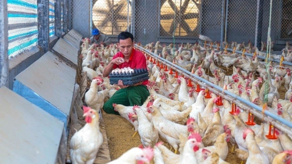 Công nghệ hiện đại thúc đẩy phát triển bền vững ngành chăn nuôi
