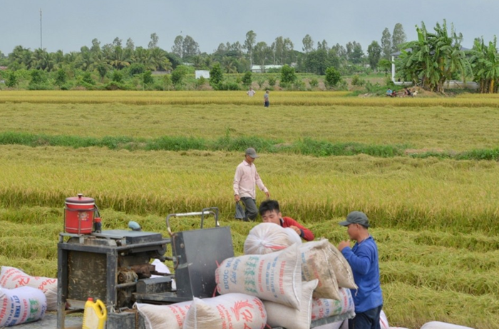 Chuyển đổi phát thải thấp chỉ bền vững khi nông dân thấy lợi ích kinh tế rõ ràng Chuyển đổi phát thải thấp chỉ bền vững khi nông dân thấy lợi ích kinh tế rõ ràng