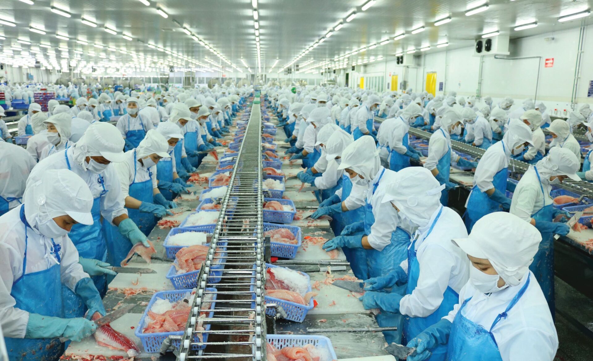 Ngành cá tra trước "cơn gió ngược" từ giá dầu và thương mại toàn cầu