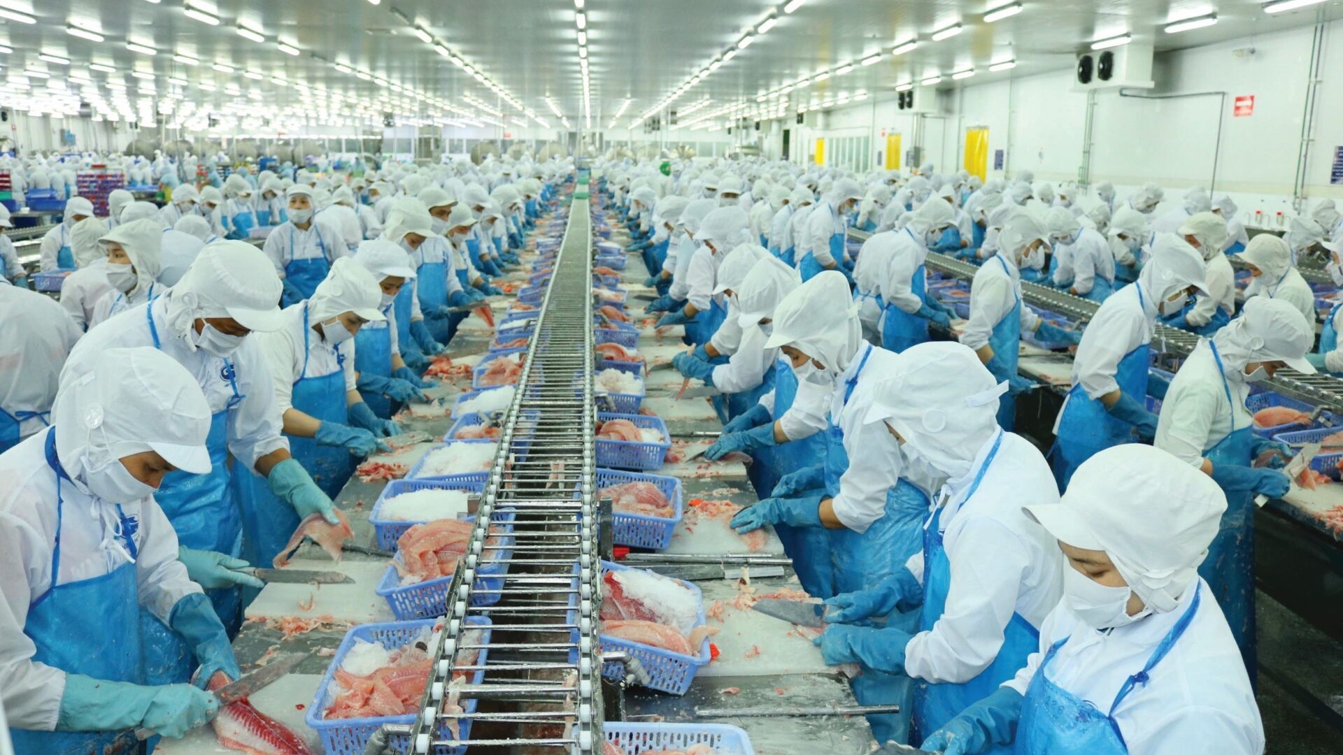 Ngành cá tra trước "cơn gió ngược" từ giá dầu và thương mại toàn cầu