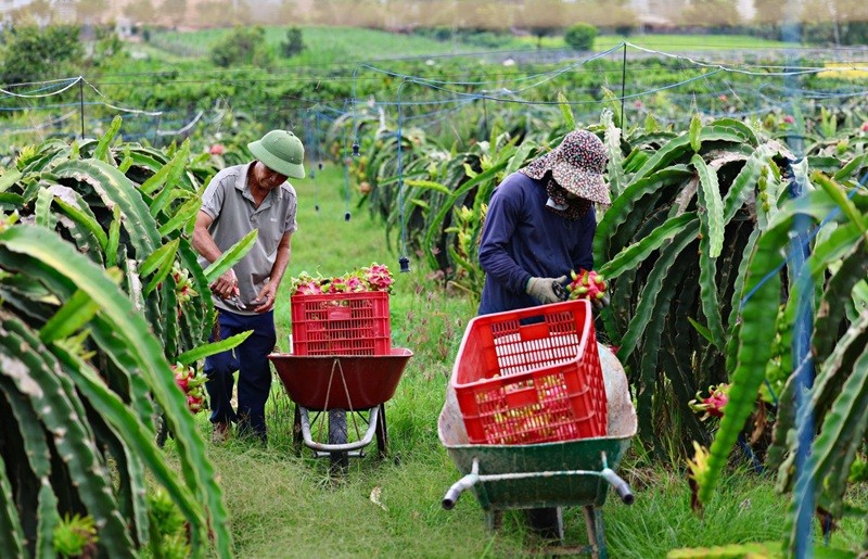 Đẩy mạnh chế biến sâu góp phần nâng cao giá trị nông sản