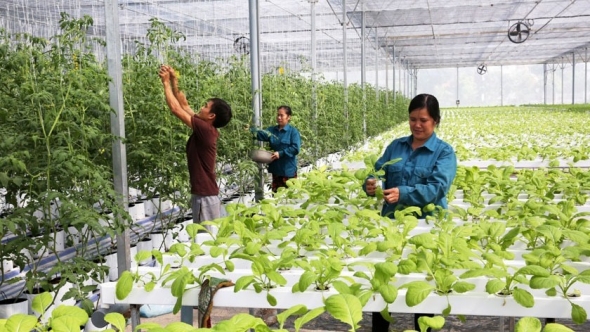 Tập trung nghiên cứu, ứng dụng hiệu quả công nghệ sinh học