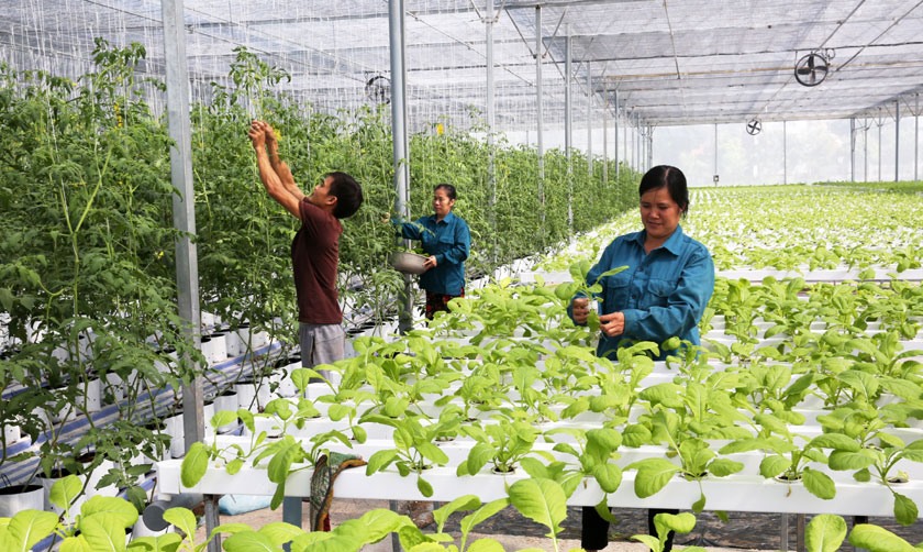 Tập trung nghiên cứu, ứng dụng hiệu quả công nghệ sinh học