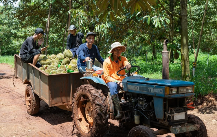 Linh hoạt chuyển đổi cơ cấu cây trồng, nâng cao giá trị nông nghiệp