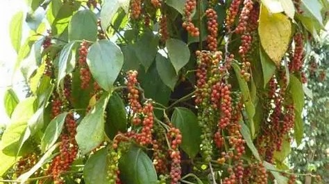 Ngành hồ tiêu bắt nhịp với áp lực cung ứng và chế biến sâu