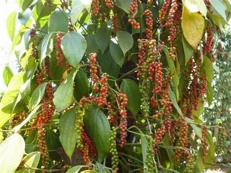 Ngành hồ tiêu bắt nhịp với áp lực cung ứng và chế biến sâu Ngành hồ tiêu bắt nhịp với áp lực cung ứng và chế biến sâu