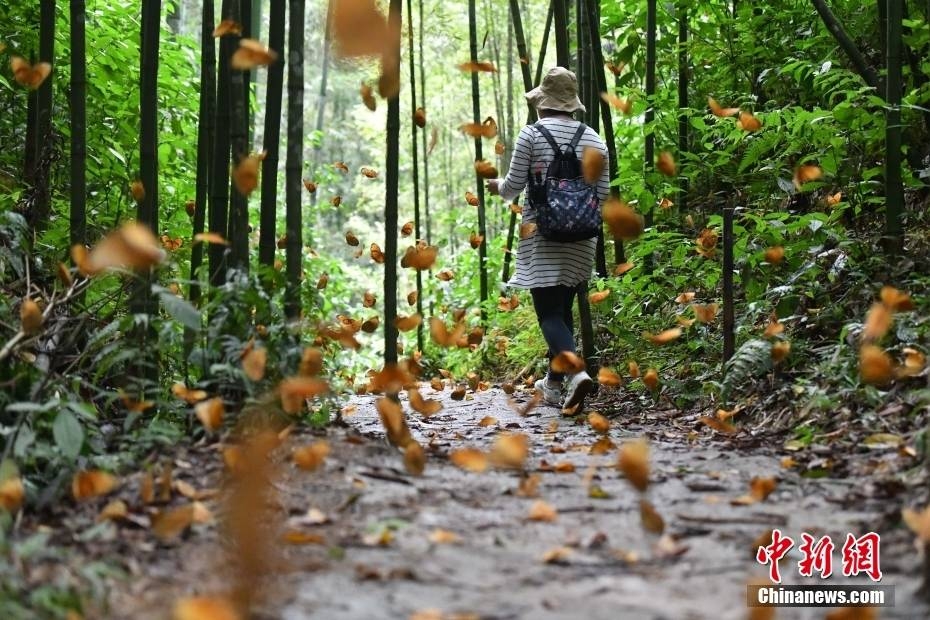 Thiên đường bươm bướm lớn nhất thế giới tại Vân Nam, Trung Quốc Thiên đường bươm bướm lớn nhất thế giới tại Vân Nam, Trung Quốc