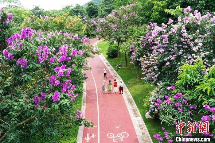 Trung Quốc: Thành phố Nam Ninh tràn ngập sắc hoa bằng lăng tím Trung Quốc: Thành phố Nam Ninh tràn ngập sắc hoa bằng lăng tím