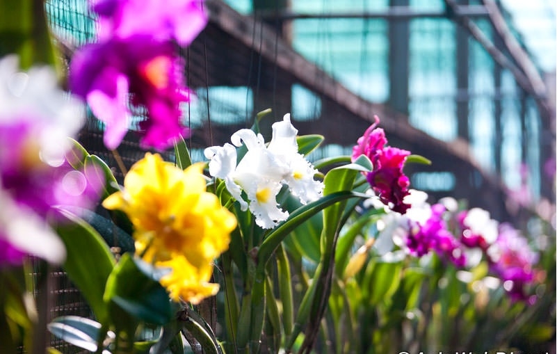 Khám phá chợ nổi Thái Lan Khám phá chợ nổi Thái Lan