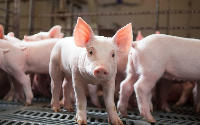 Giá heo hơi hôm nay 20/6: Đồng loạt đứng yên